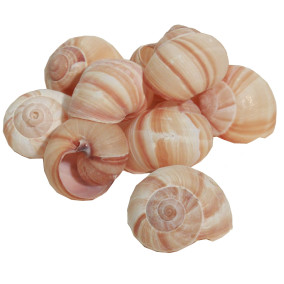 Coquilles escargots