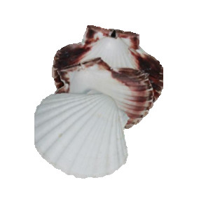Coquilles St Jacques naturelles et minérales